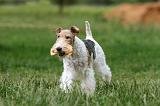 FOX TERRIER 667